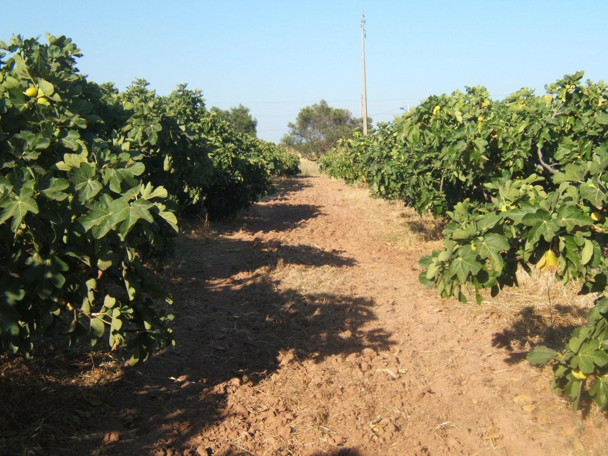 Quinta Da Fornalha - Santuario Agroecologico Villa Castro Marim Kültér fotó